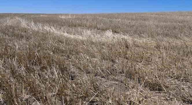 Yakupoğlu: &ldquo;Anızı &ccedil;&ouml;p olarak değil, toprak i&ccedil;in organik madde kaynağı olarak g&ouml;rmeliyiz&rdquo;
