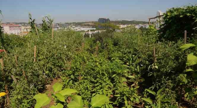 Küçükçekmeceliler, kentin ortasında organik tarım yapıyor