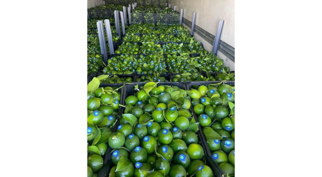Limonda hasat başlamadan ka&ccedil;ak kesim ve ihra&ccedil; başladı
