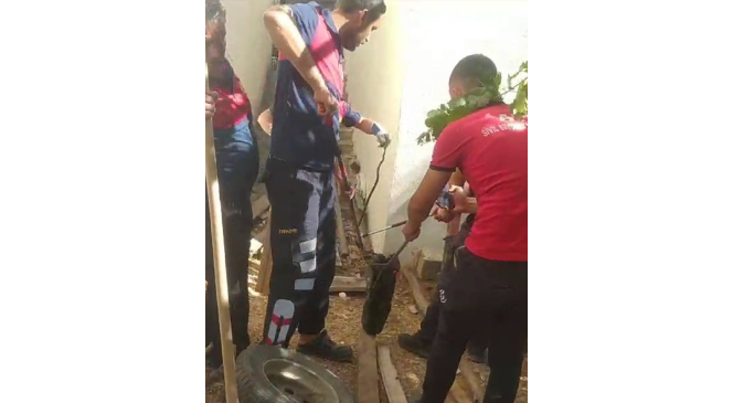 Odunlukta görülen yılan korkuttu