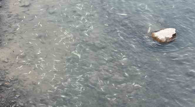 Yüksekova’da sürü halinde balık ölümleri korkuttu