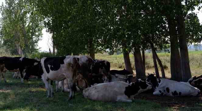 &Ccedil;obanlar sıcaktan bunalan s&uuml;r&uuml;leri Tunca Nehri&rsquo;nde serinletiyor
