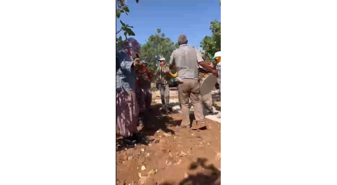 Yeşil altın Antepfıstığı’nda ilk hasat davul zurna eşliğine başladı
