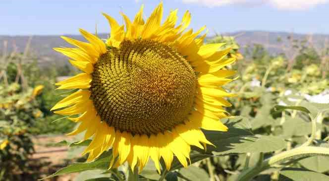 Organamineral g&uuml;bre ile topraklarımız kurtarılacak
