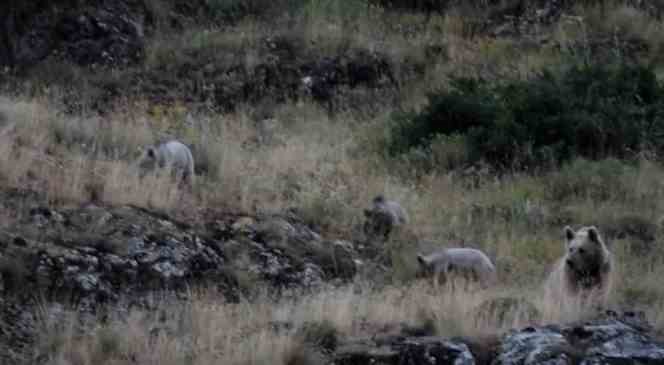 Tunceli’de anne bozayı, 3 yavrusu ile birlikte görüntülendi