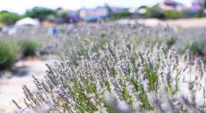 Tarihi Alan’da Lavanta hasadı yapıldı