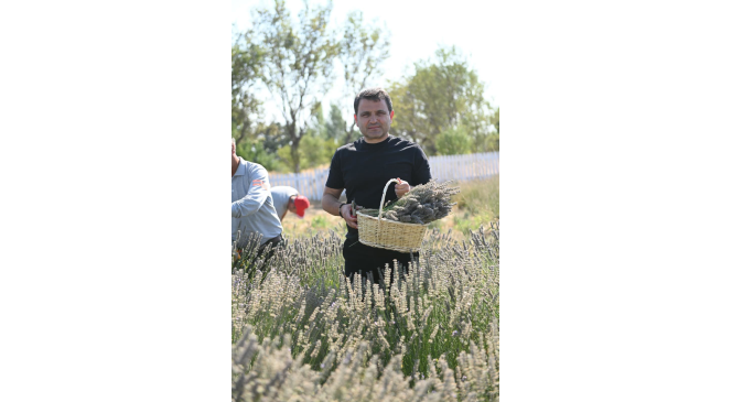 Tarihi Alan&rsquo;da Lavanta hasadı yapıldı
