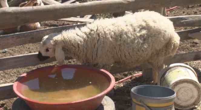 Başkentte sahipsiz k&ouml;pekler 5 koyunu telef etti
