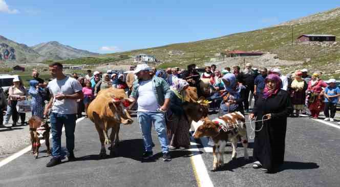 Yarışmayı kazanan inek yem ve samanı, sahibi ise para ödülünü kaptı