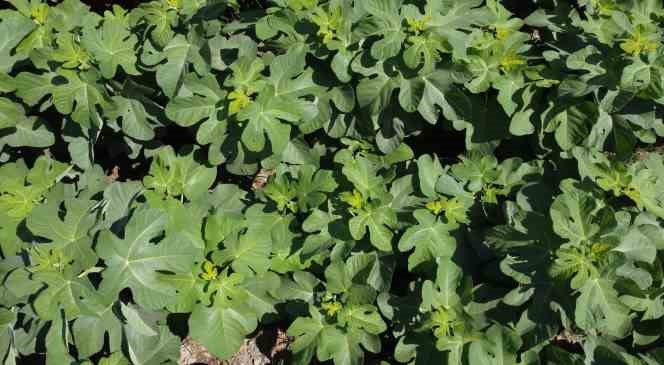 Buharkent&rsquo;in erkenci incir fidanları ihra&ccedil; ediliyor
