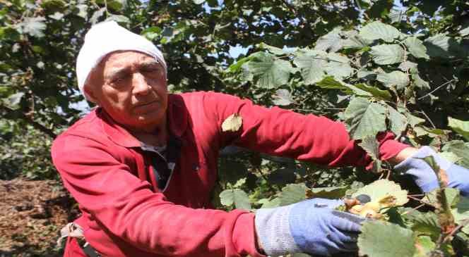 Ordu&rsquo;da fındık hasadı başladı
