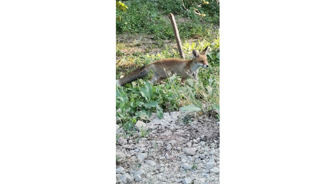 Aç kalan tilki, çiftçinin bahçesine indi
