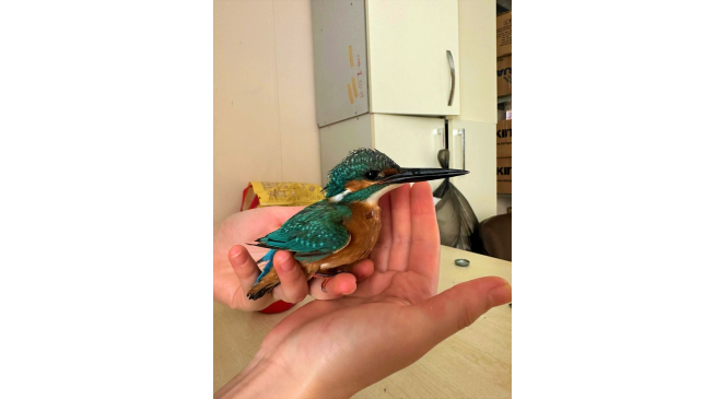 Tedavisi tamamlanan yalı&ccedil;apkını, &ouml;zg&uuml;rl&uuml;ğe kanat &ccedil;ırptı
