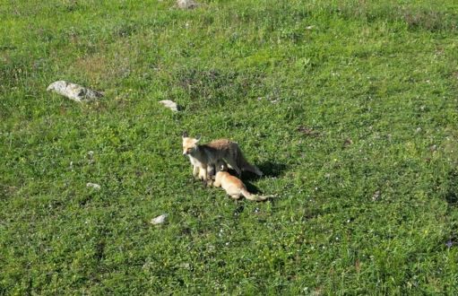 Yavrularını emziren anne tilki dron kamerasına yansıdı
