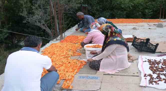 Van’da kayısı kurutma dönemi