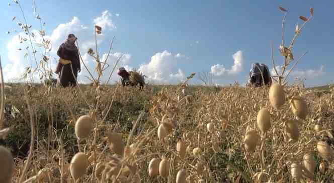 Elle nohut biçen kadınlar aile ekonomisine katkı sağlıyor