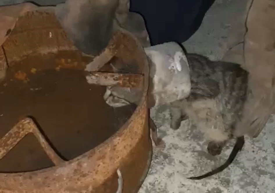 Sobanın boru kısmına sıkışan kediyi itfaiye kurtardı
