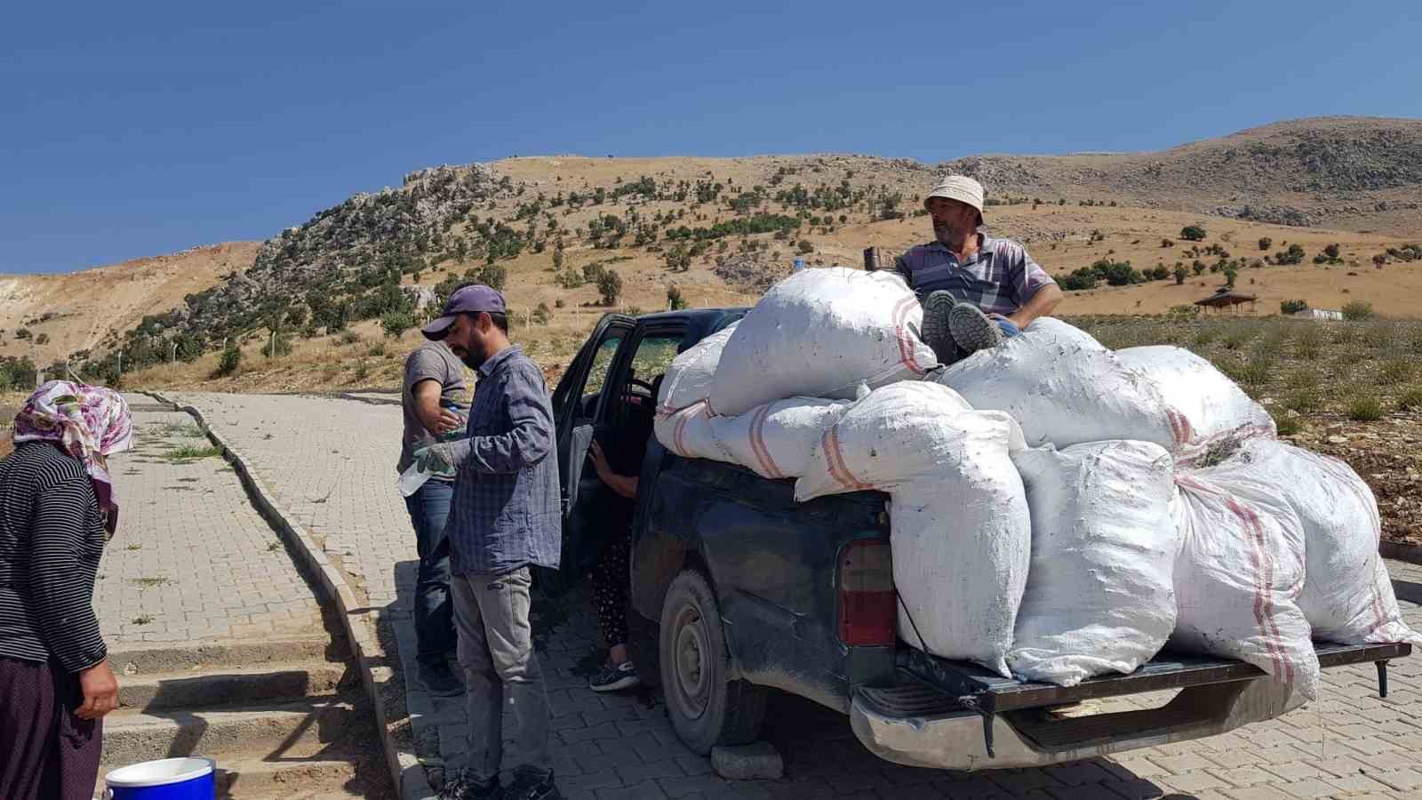 Tut il&ccedil;esinde lavanta hasadı yapıldı
