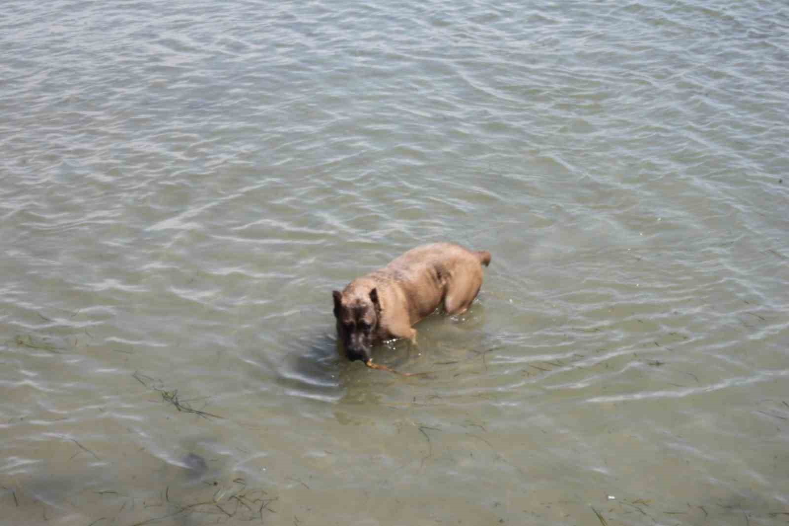 K&ouml;peğin deniz keyfi: Hem serinliyor hem oynuyor
