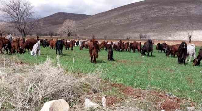 Bir çift keçi ile başladı, çiftlik kurdu