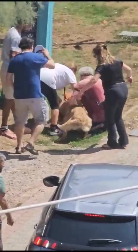 Kadıköy’de tasmasız köpek dehşeti