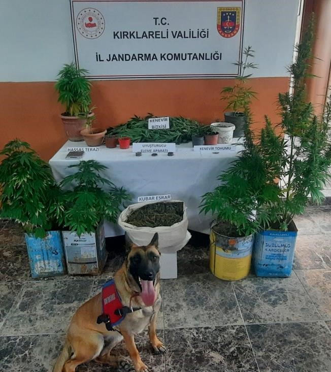 1 ayda 101 kilo skunk, 222 bin k&ouml;k kenevir ele ge&ccedil;irildi
