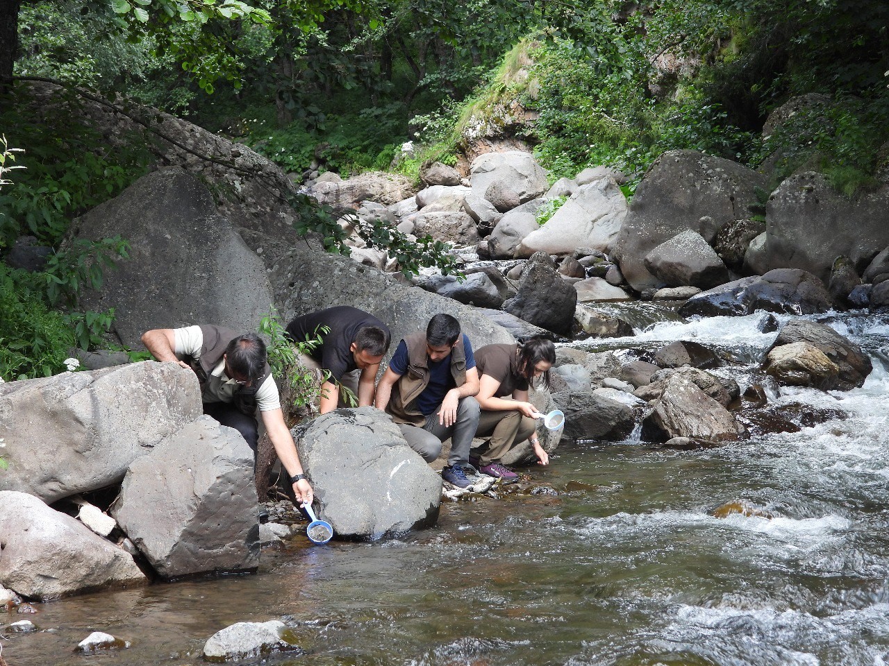 Artvin’de 60 bin adet yavru alabalık derelerle buluştu
