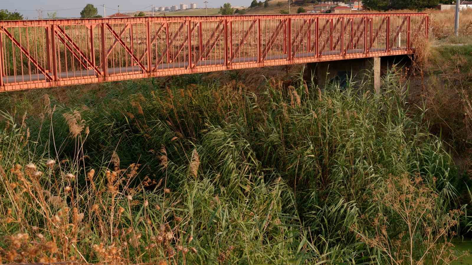 Ge&ccedil;mişte balık tutulan dere şimdi &ccedil;&ouml;pler ve yosunlarla kaplı bal&ccedil;ığa d&ouml;n&uuml;şt&uuml;
