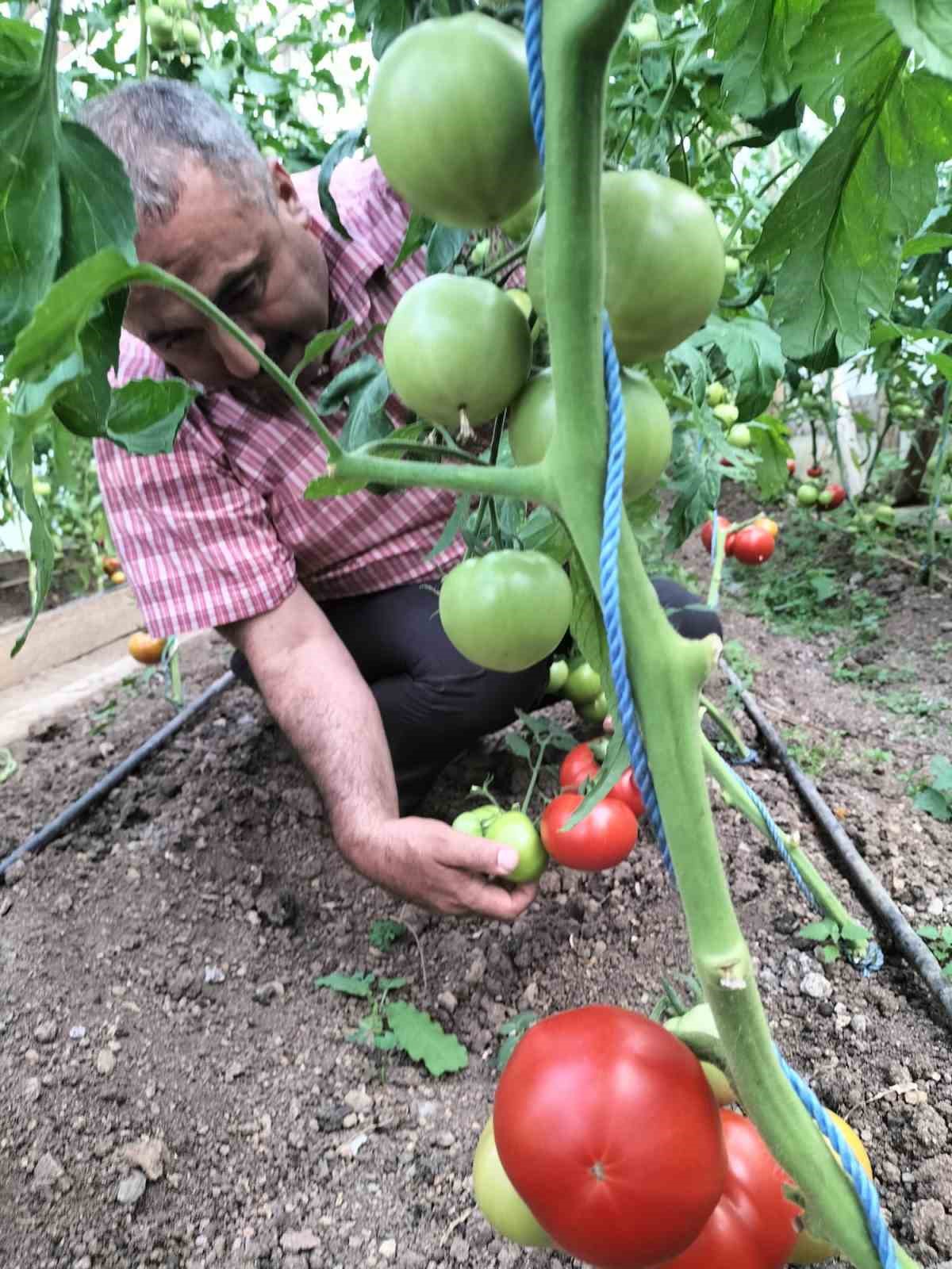 Giresun’da ’Önce Üretim Projesi’ ilk meyvelerini verdi
