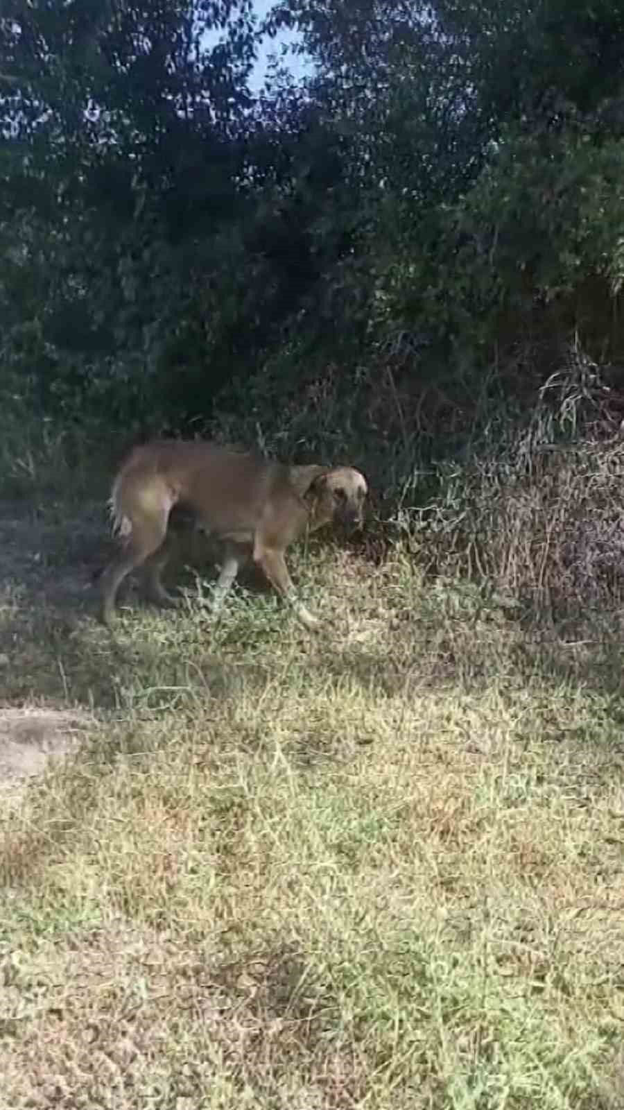 Havuzdan çıkamayan iki köpeğin yardımına itfaiye ekipleri yetişti