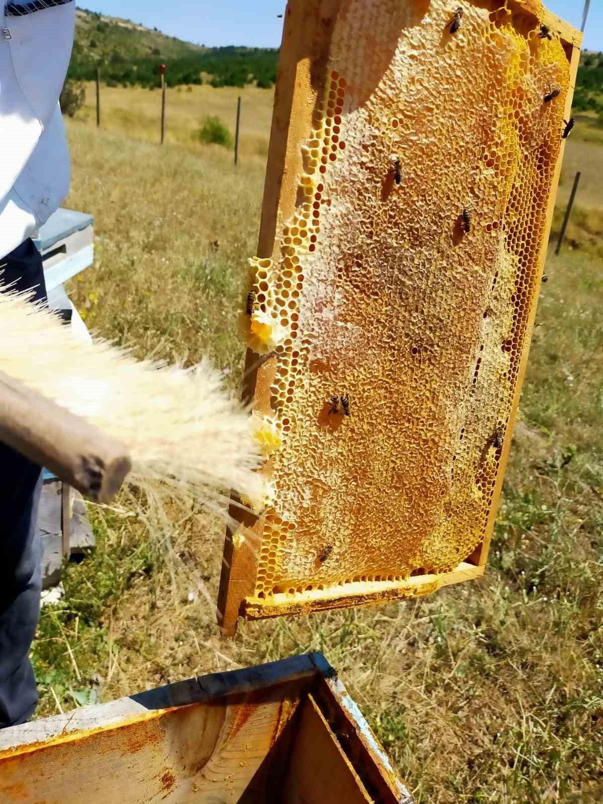 Arpa&ouml;ren yaylasında bal hasadı yapıldı
