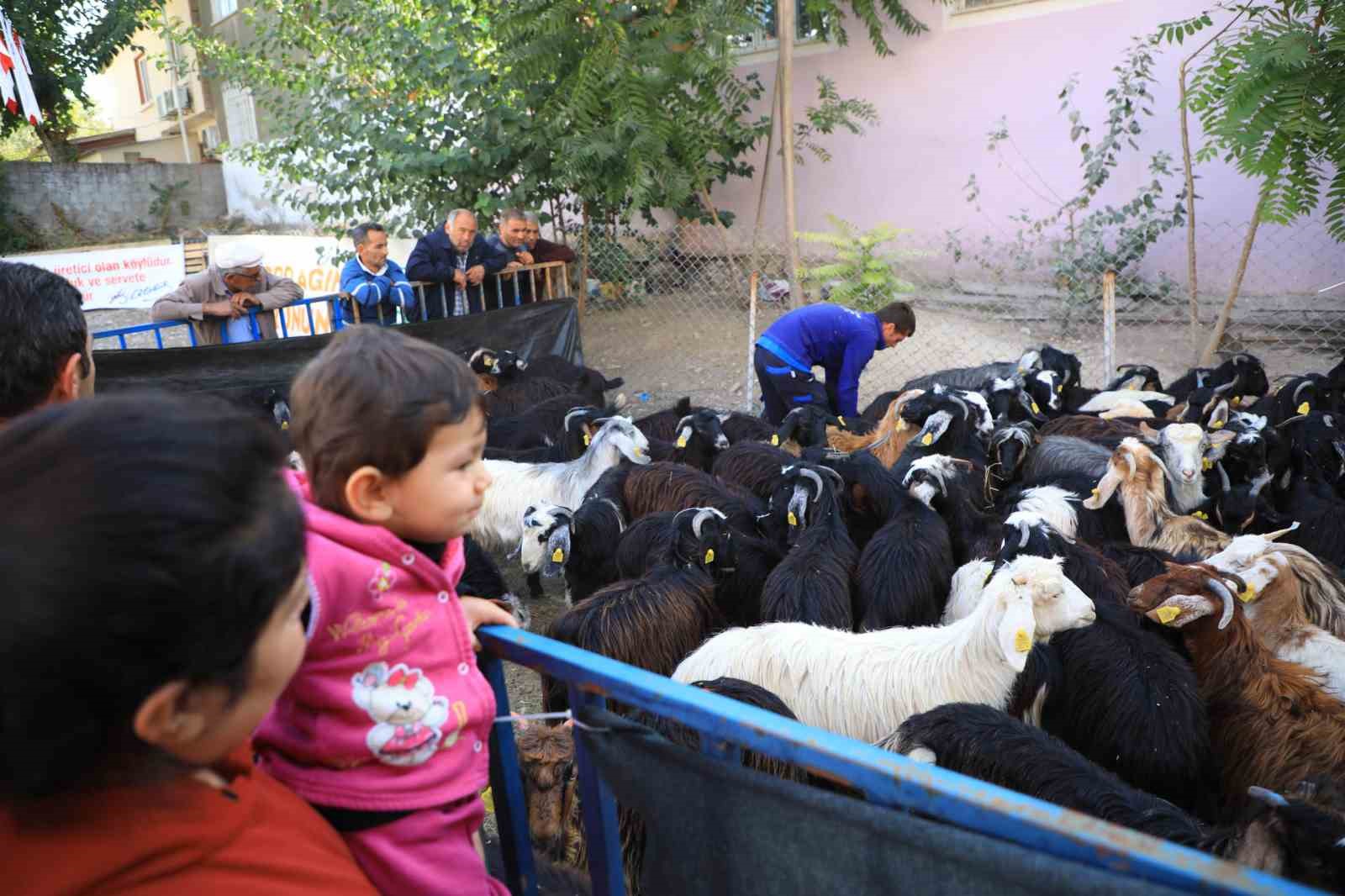 Büyükşehir’in Kıl Keçisi desteği 3 ilçede devam ediyor