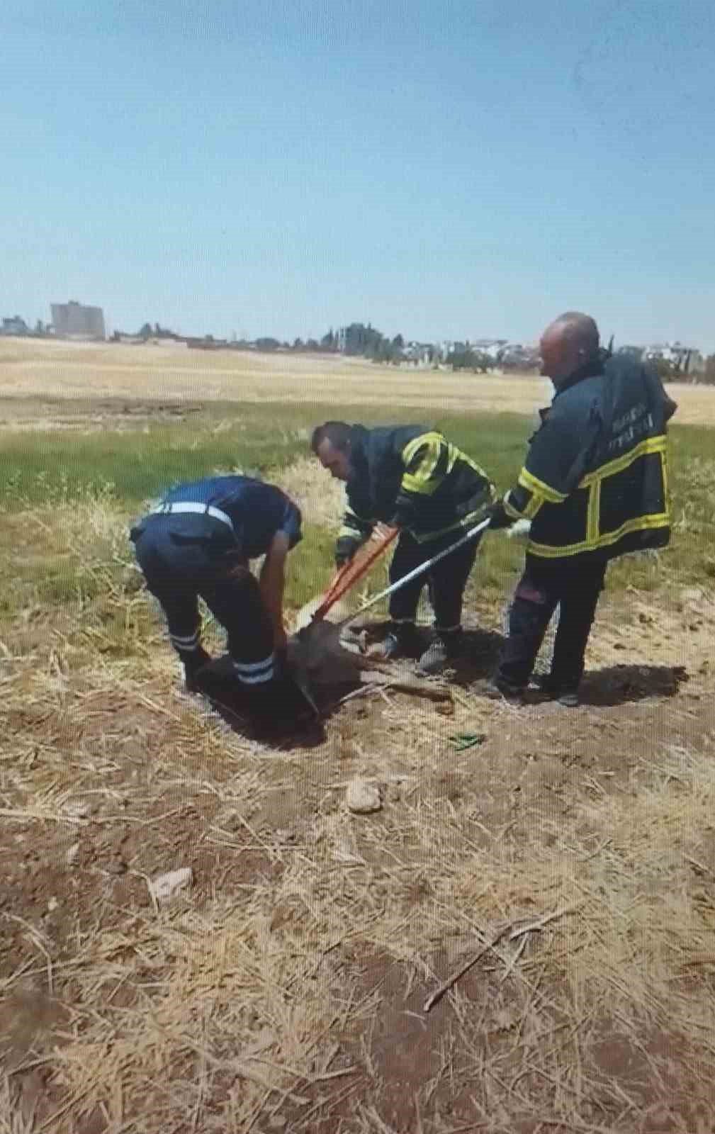 Araç lastiği körüğüne kafası sıkışan köpek itfaiye ekiplerince kurtarıldı