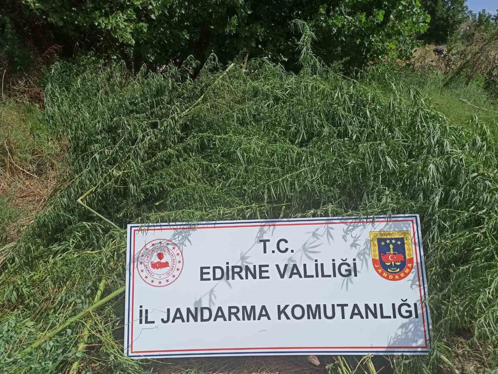 Mısır tarlasında 26 bin 500 kök kenevir ele geçirildi