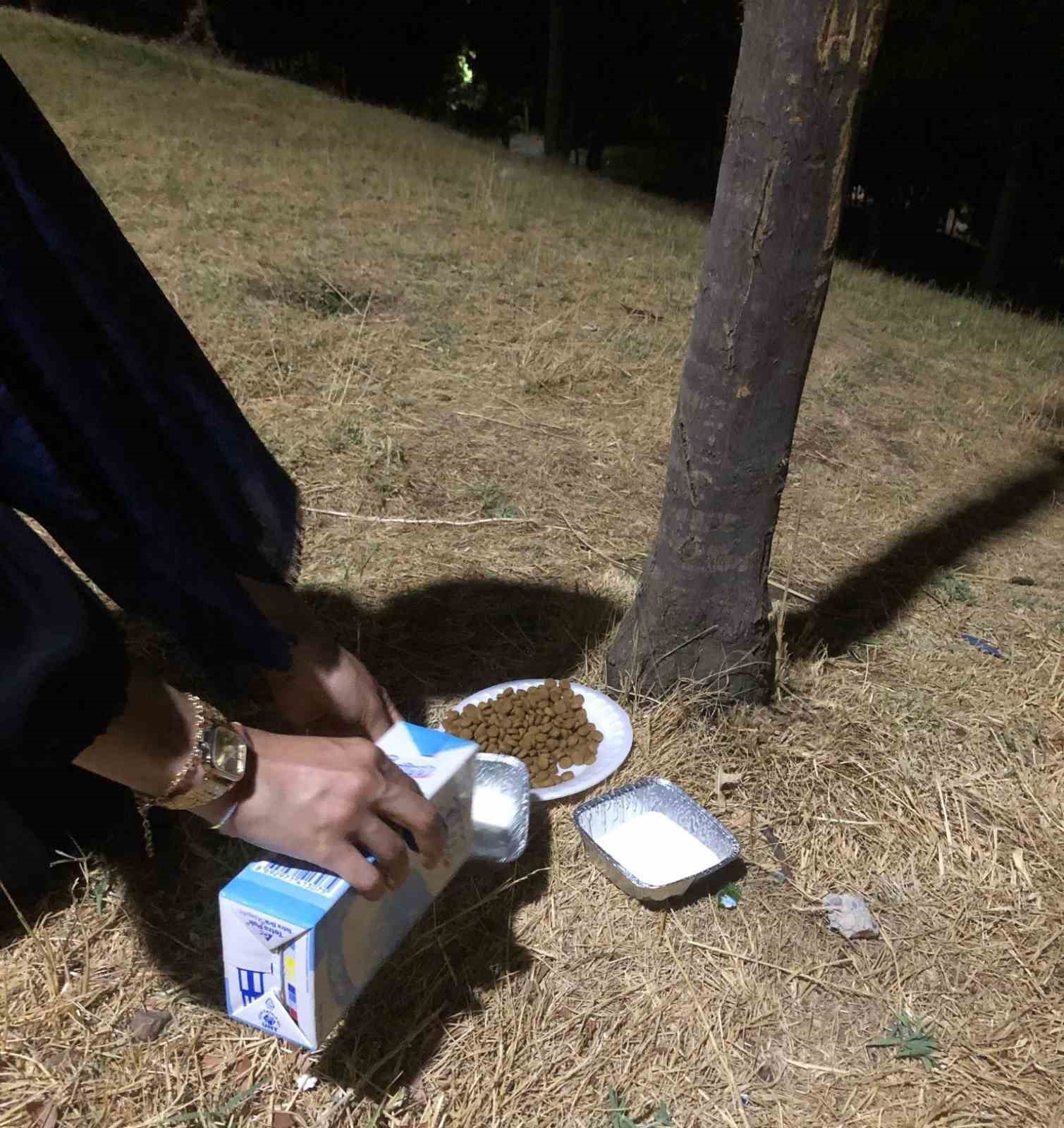 Gönüllülerden depremde etkilenen hayvanlara mama desteği