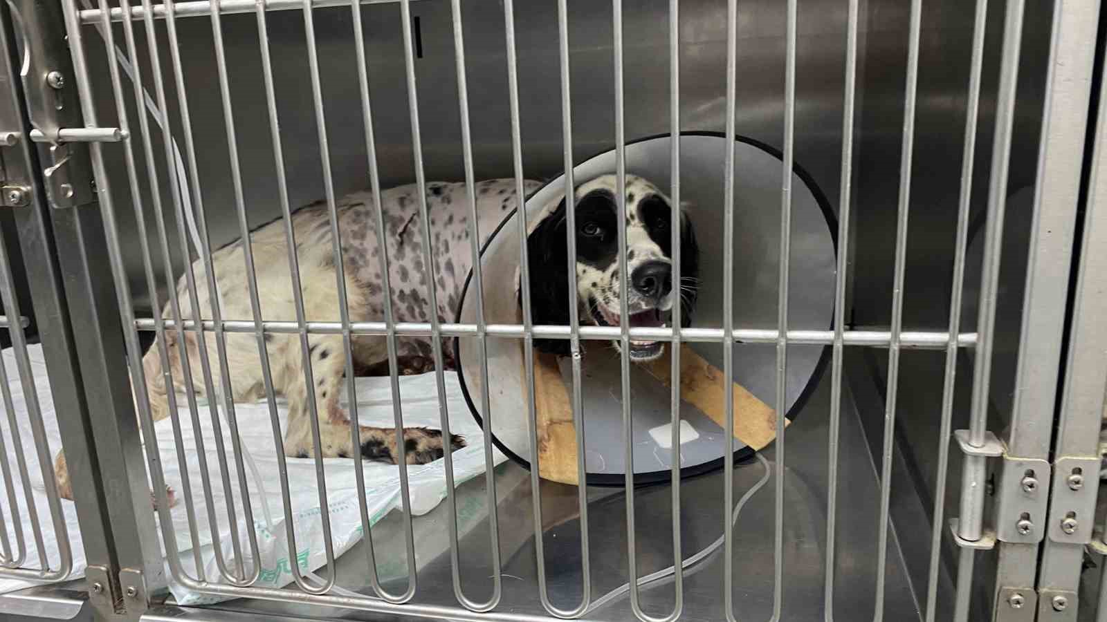 Komşusunun av tüfeği ile vurduğu köpeğinin ayağı ampute edildi