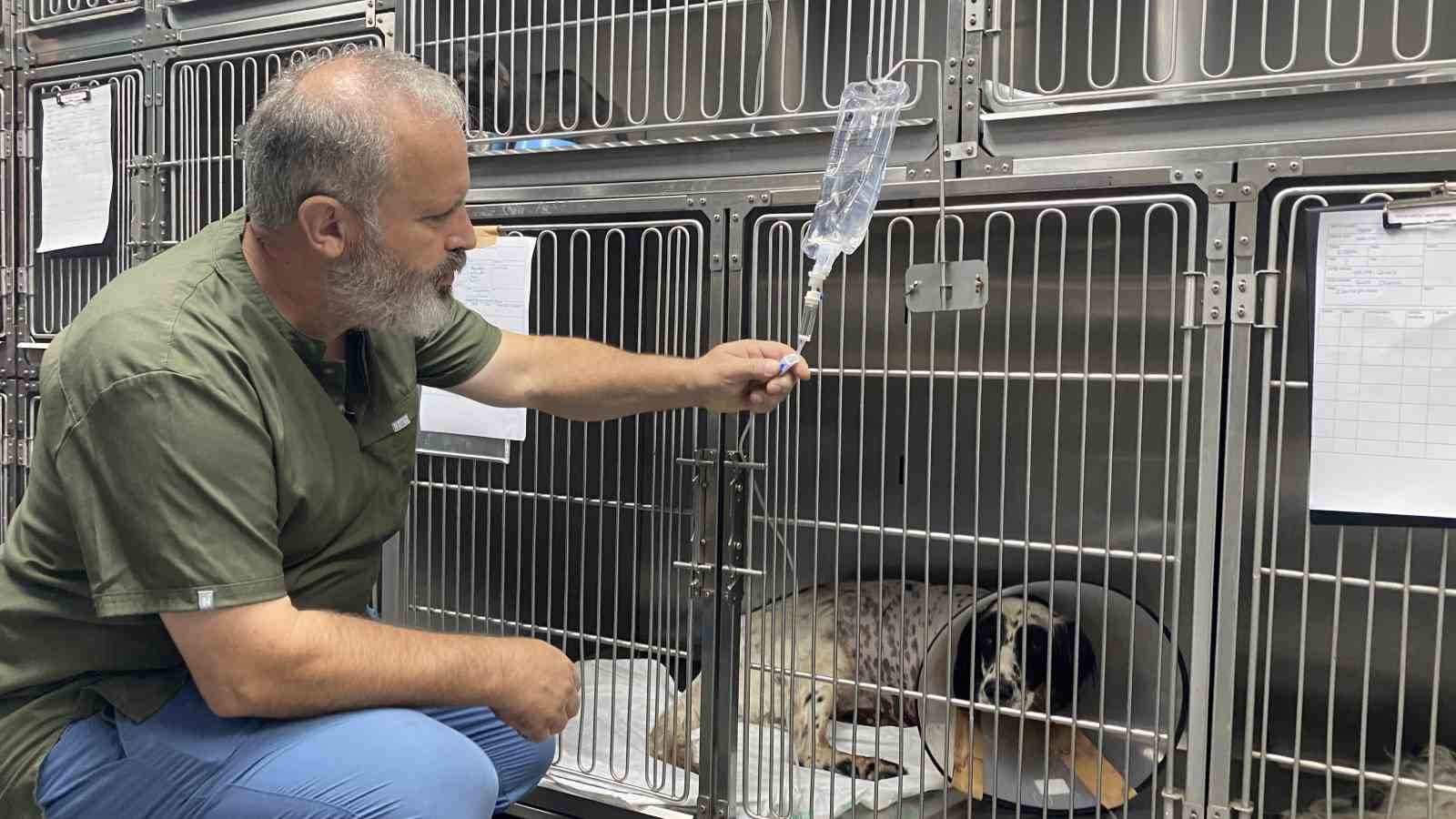 Komşusunun av t&uuml;feği ile vurduğu k&ouml;peğinin ayağı ampute edildi
