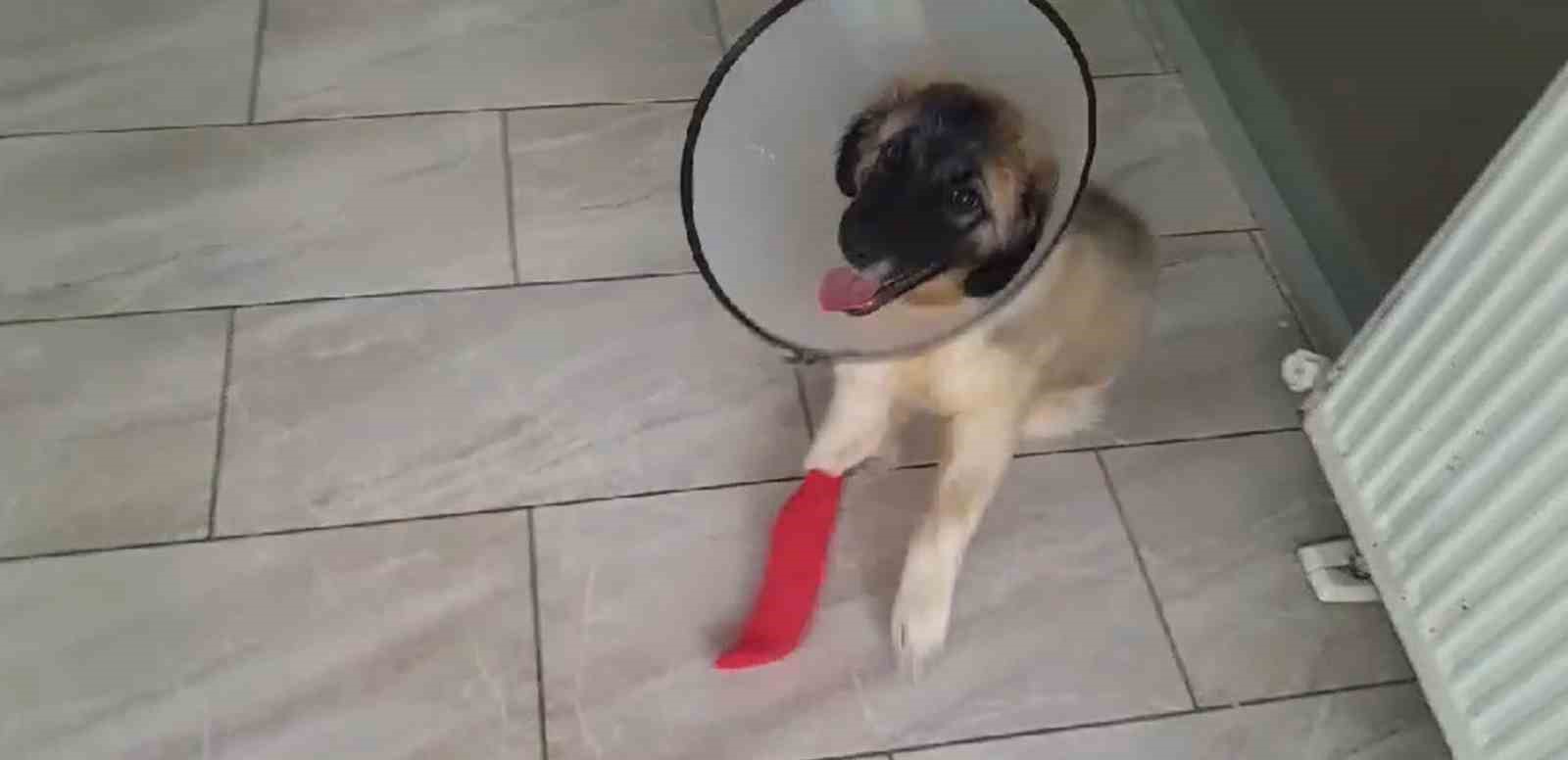 Yaylada bulduğu yaralı yavru köpeği tedavi ettirdi
