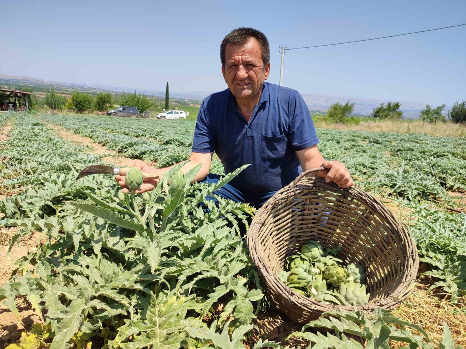 İlk kez dikilen enginar 20 g&uuml;n sonra ihracata hazır olacak
