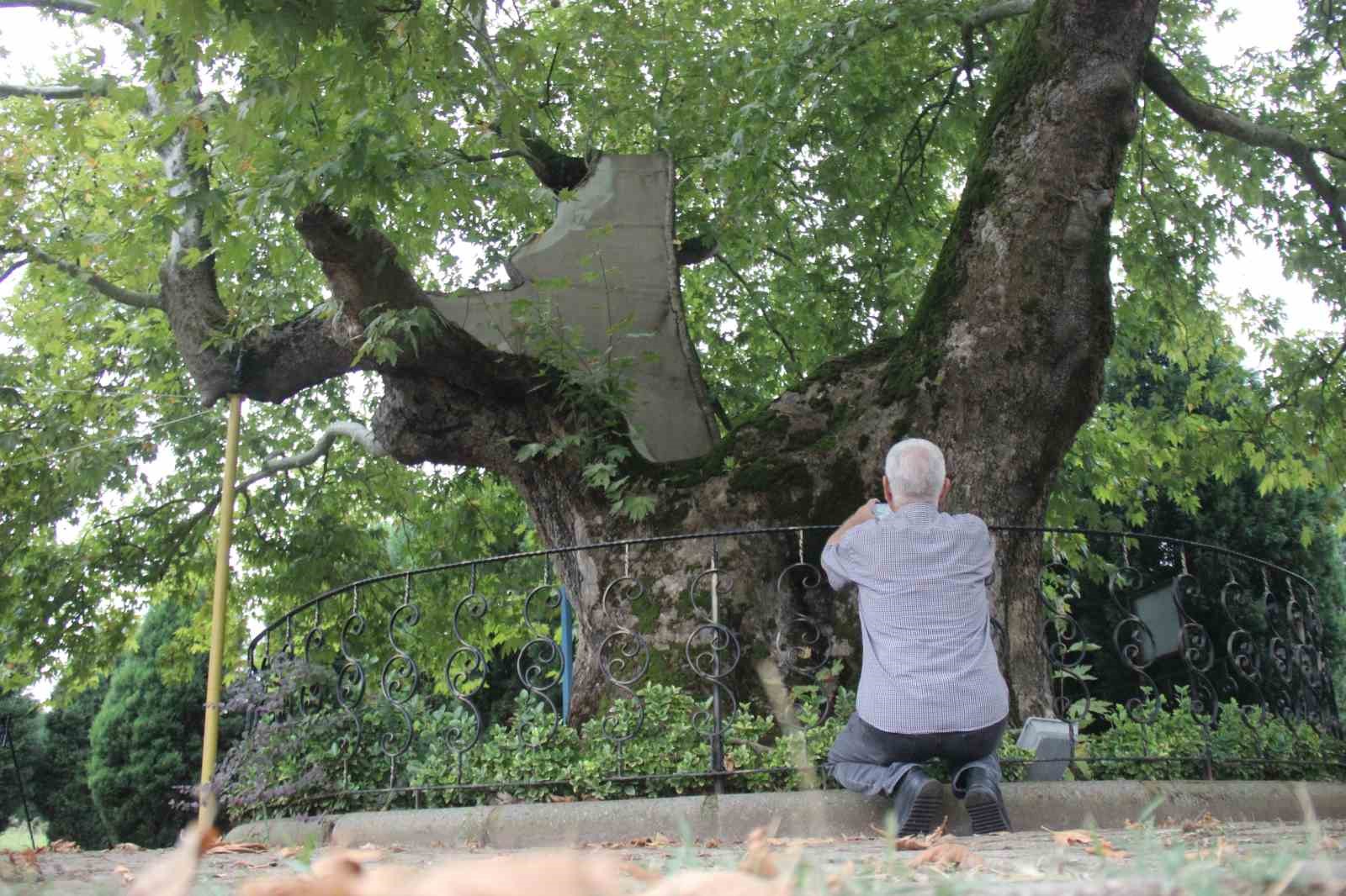 Bu ağa&ccedil; 929 yaşında
