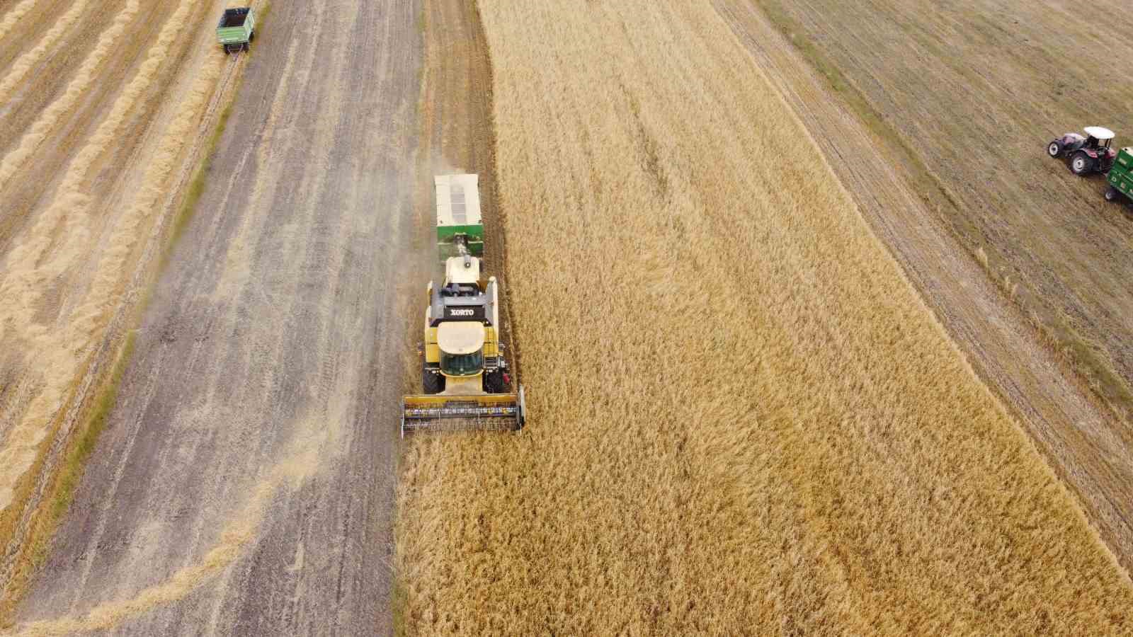 Kars’ta arpa hasadı başladı