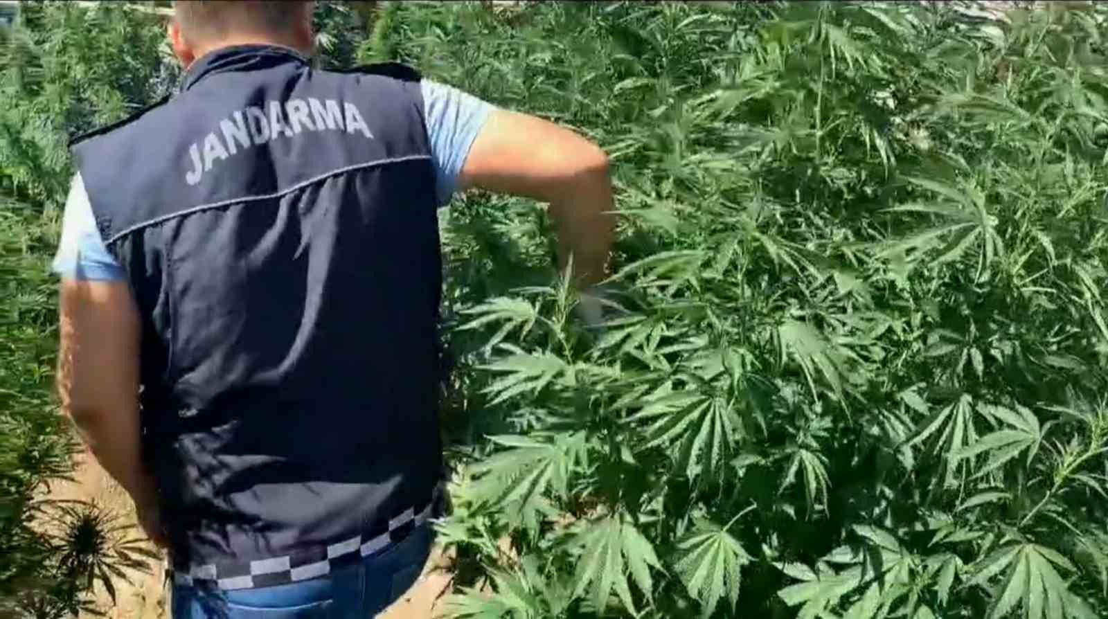 Kenevir bah&ccedil;esine jandarma baskını: 3 g&ouml;zaltı
