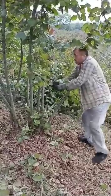 "Fındık para etmiyor" diyen çiftçi ağaçlarını kesti