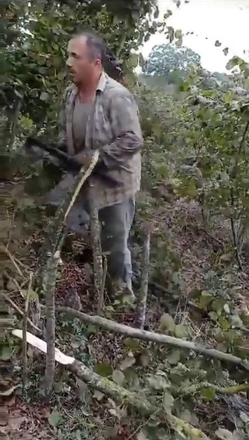 "Fındık para etmiyor" diyen &ccedil;ift&ccedil;i ağa&ccedil;larını kesti
