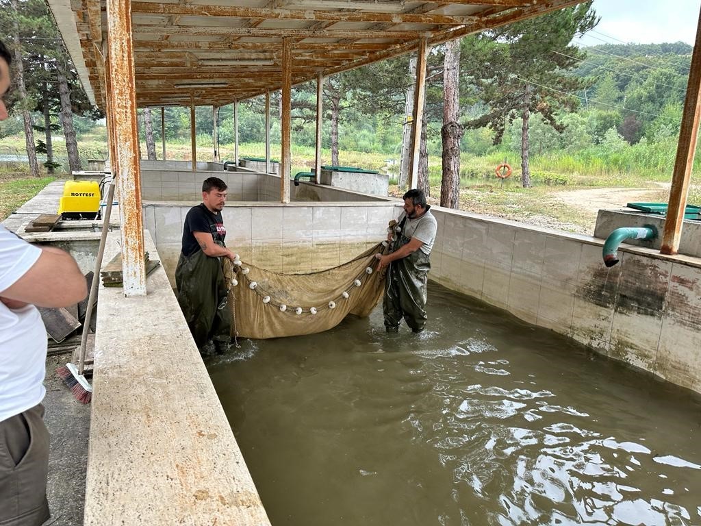 Bolu’da üretilen bir milyon yavru sazan Ankara’ya gönderildi
