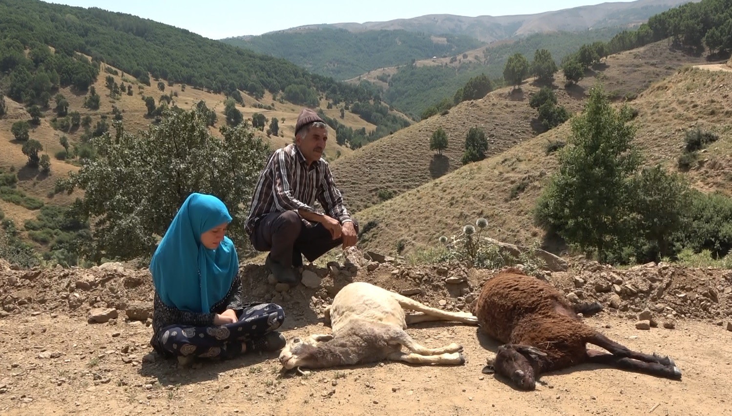 Sürüye saldıran kurtlar 35 koyunu telef etti, 45’ini yaraladı