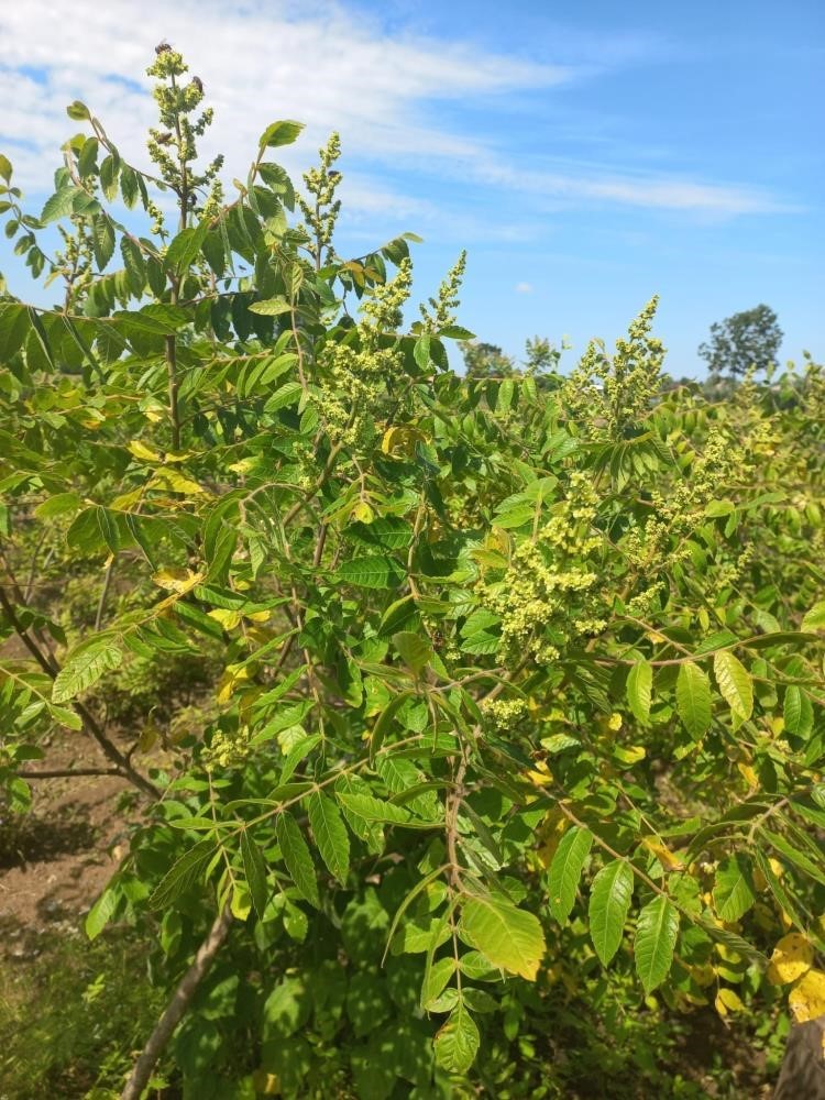 Samsun’da 33,5 milyon tıbbi ve aromatik sebze fidesi üretildi