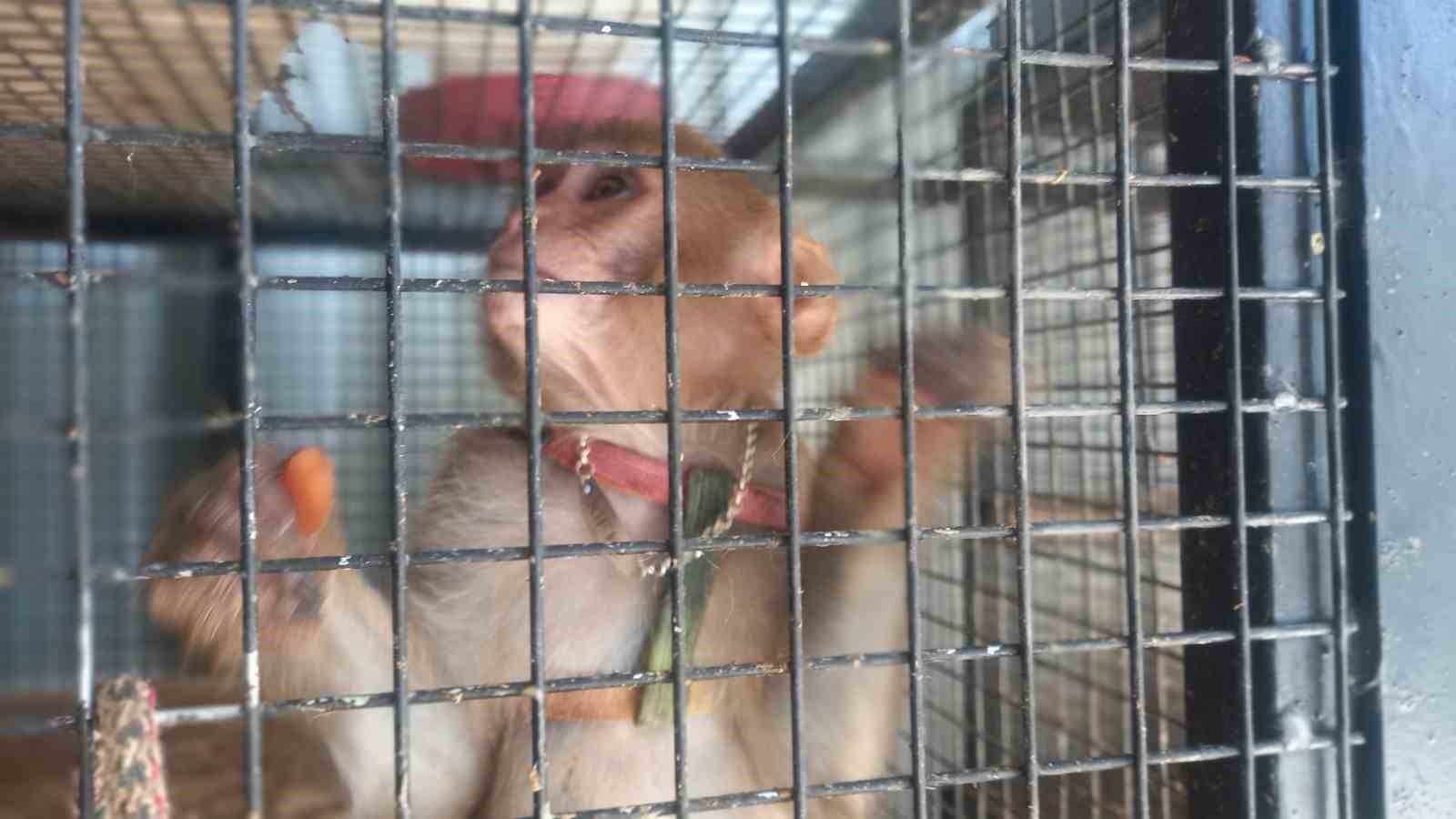 Jandarma, denetim yaptığı otob&uuml;ste "&ouml;r&uuml;mcek maymunu" ele ge&ccedil;irdi
