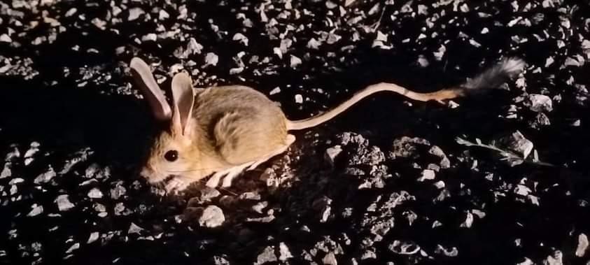 Nesli tükenmekte olan Arap tavşanı Erzincan’da görüntülendi