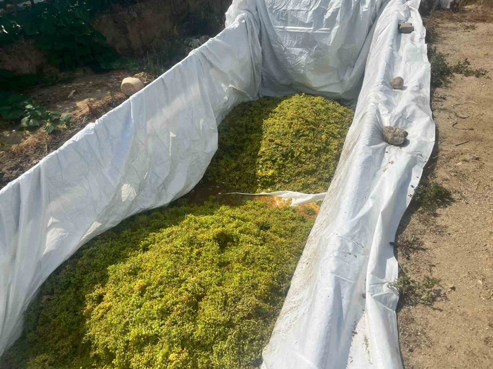 Sarıgöl’de şaraplık üzüm alımlarına başlandı